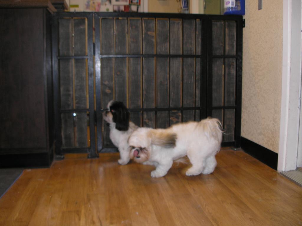 Pictures for Trim Time Pet Grooming in Mesa, AZ 85201 Dog Grooming